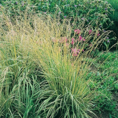 Molinia caerulea 'Variegata'