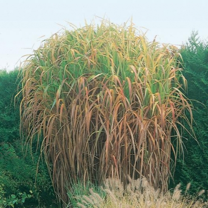 Miscanthus floridulus