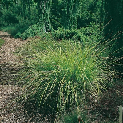 Carex elata 'Aurea'