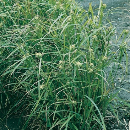 Carex grayi