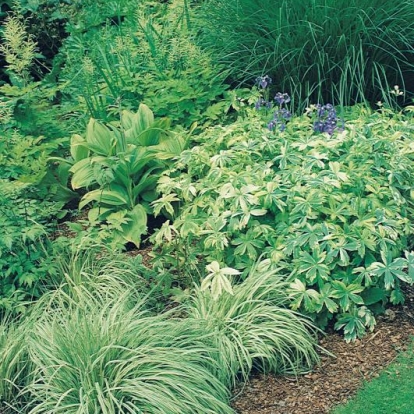 Carex morrowii 'Variegata'