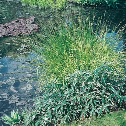 Carex riparia 'Variegata'