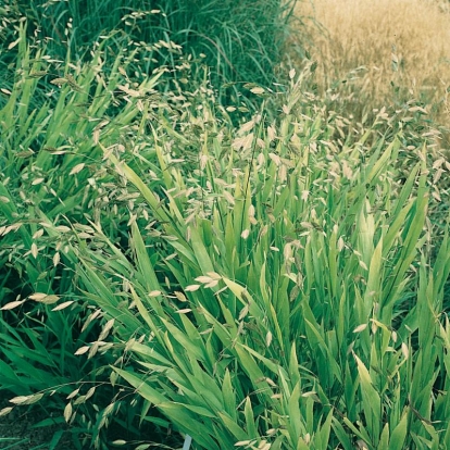 Chasmanthium latifolium