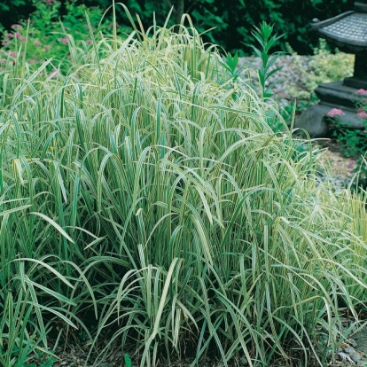 Glyceria maxima 'Variegata'