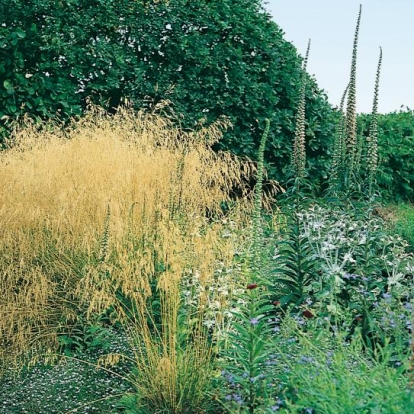 Deschampsia cespitosa 'Goldschleier'