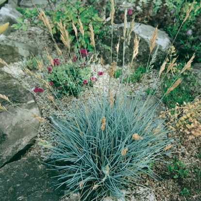 Festuca punctoria