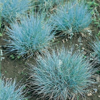 Festuca glauca 'Blaufuchs'