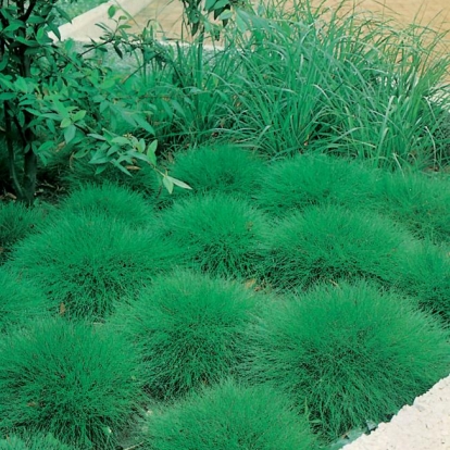 Festuca gautieri