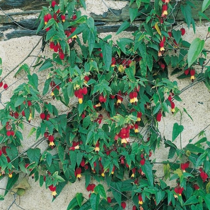 Abutilon Megapotamicum