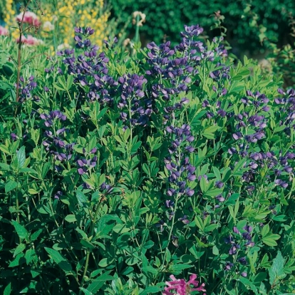 Baptisia australis