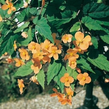 Begonia sutherlandii