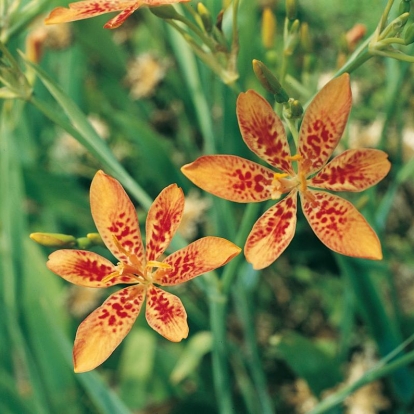 Belamcanda chinensis