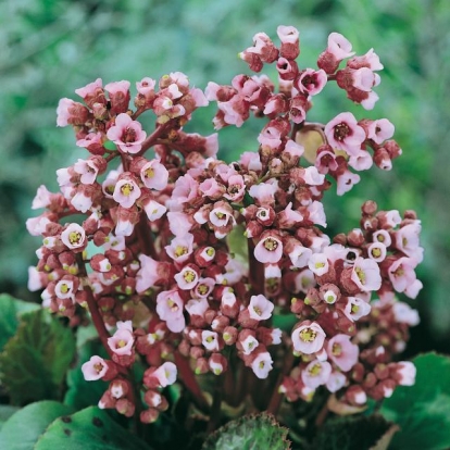 Bergenia ciliata