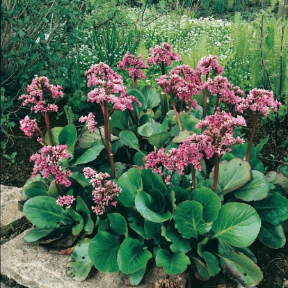 Bergenia cordifolia