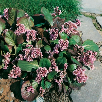 Bergenia crassifolia