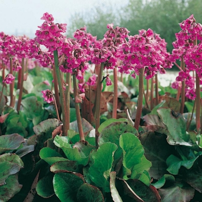 Bergenia 'Abendglut'