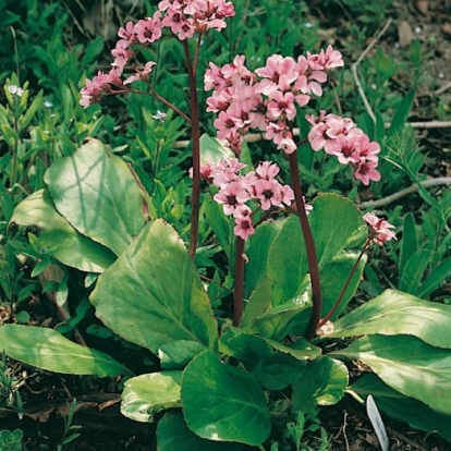 Bergenia 'Baby Doll'