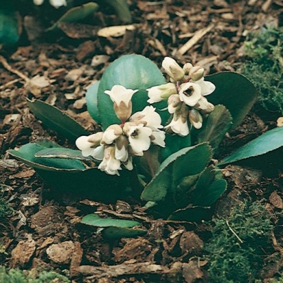 Bergenia 'Bressingham White'