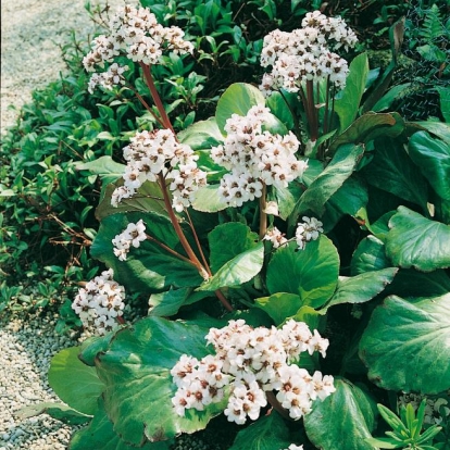 Bergenia 'Silberlicht'