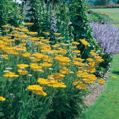 Achillea 'Coronation Gold'