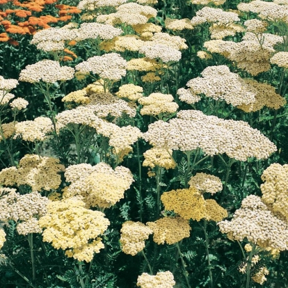 Achillea 'Credo'