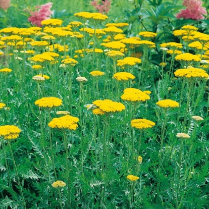 Achillea filipendulina 'Gold Plate'