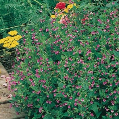 Calamintha grandiflora