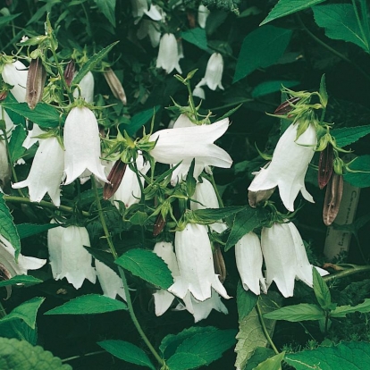 Campanula burghaltii