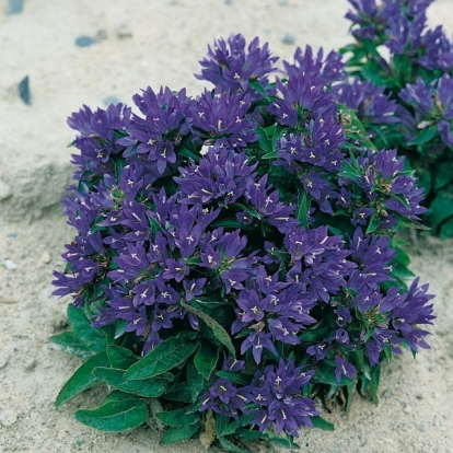 Campanula glomerata 'Acaulis'