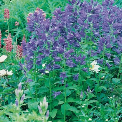 Campanula latifolia var. macrantha