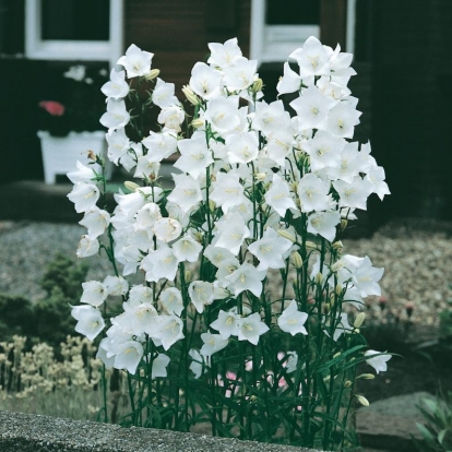 Campanula persicifolia 'Alba'