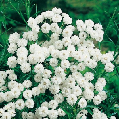 Achillea ptarmica 'Boule De Neige'