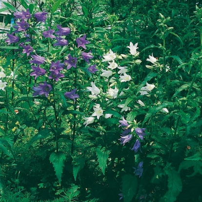 Campanula trachelium