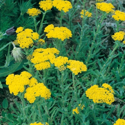 Achillea tomentosa