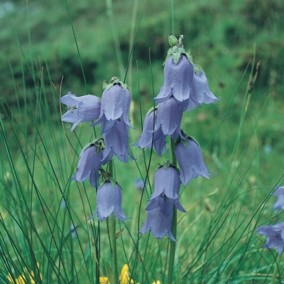 Campanula barbata