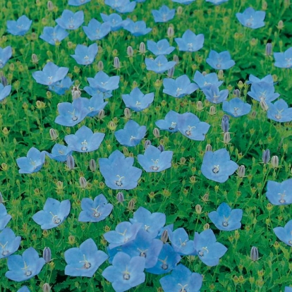 Campanula carpatica var. turbinata