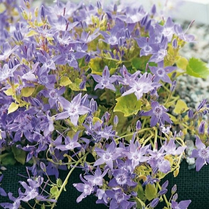 Campanula garganica 'Dickson Gold'