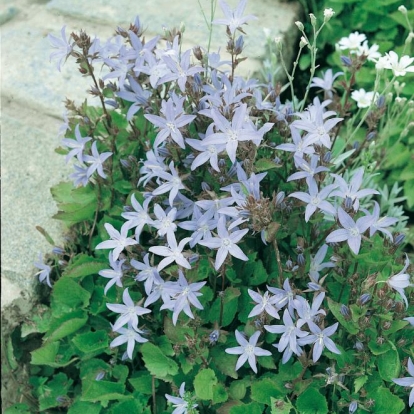 Campanula poscharskyana