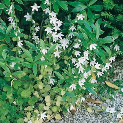 Campanula poscharskyana 'E.h. Frost'