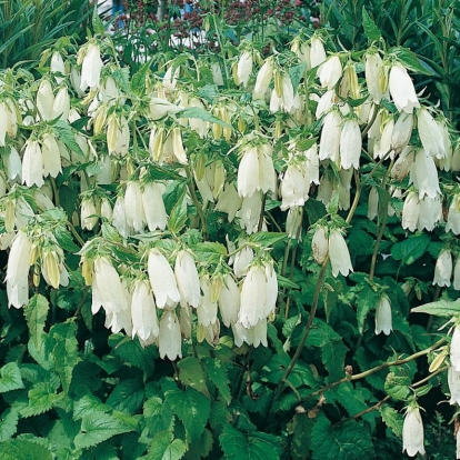 Campanula punctata