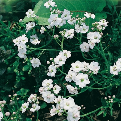 Cardamine pratensis 'Flore pleno' ('Plena')