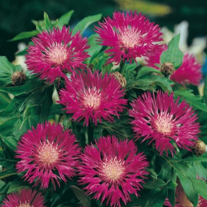 Centaurea dealbata 'Steenbergii'