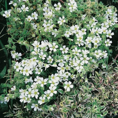 Cerastium alpinum lanatum