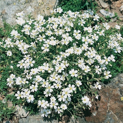 Cerastium arvense 'Compactum'