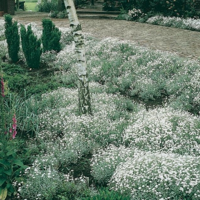 Cerastium biebersteinii