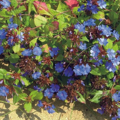 Ceratostigma plumbaginoides