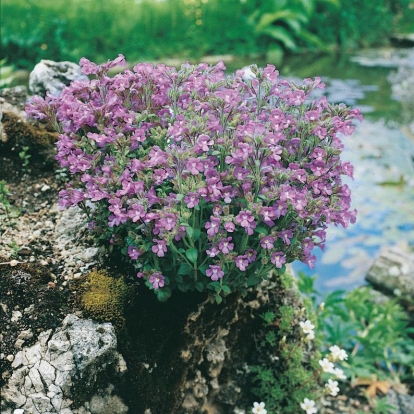 Chaenorhinum origanifolium 'Blue Dream'