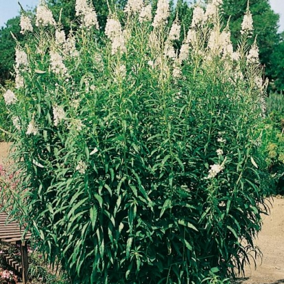 Chamaenerion angustifolium 'Leucanthum'