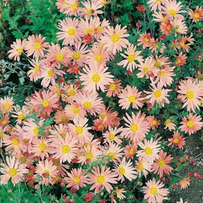 Chrysanthemum 'Lady Brockett'