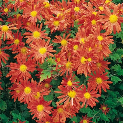 Chrysanthemum 'Orange Wonder'
